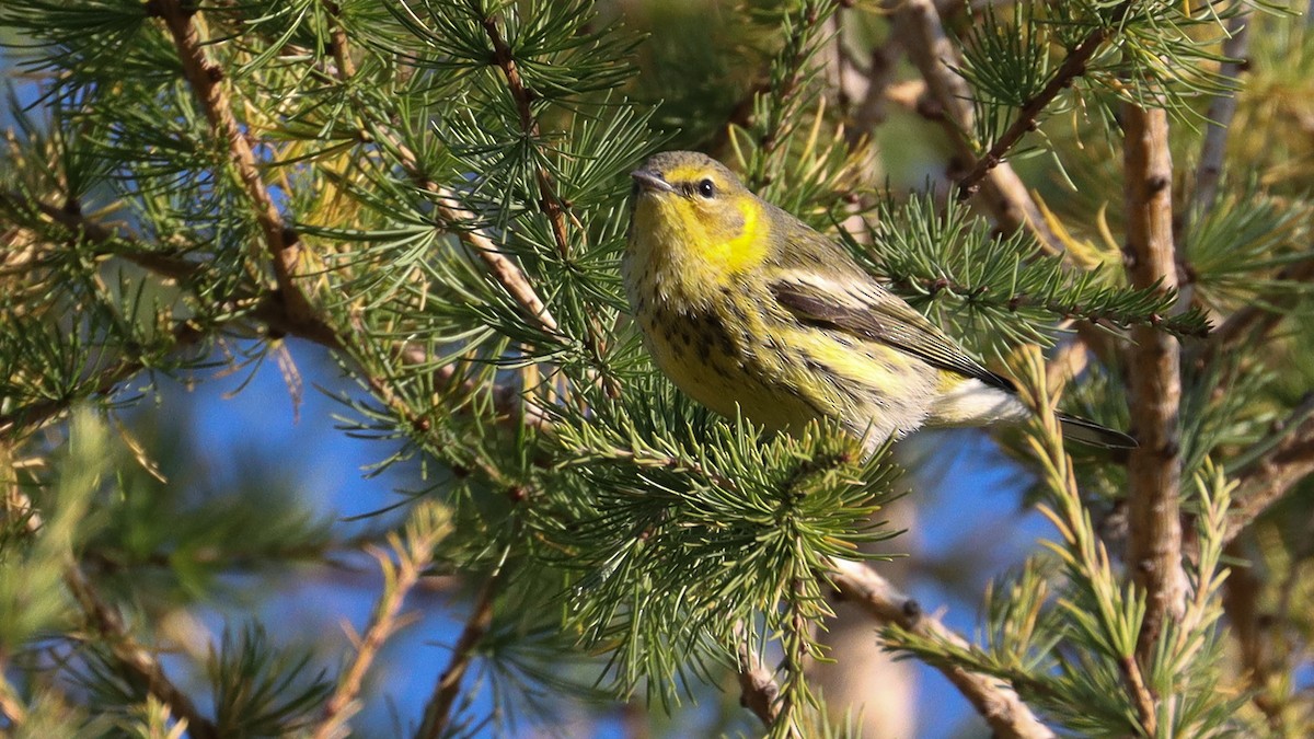 Cape May Warbler - ML609094509