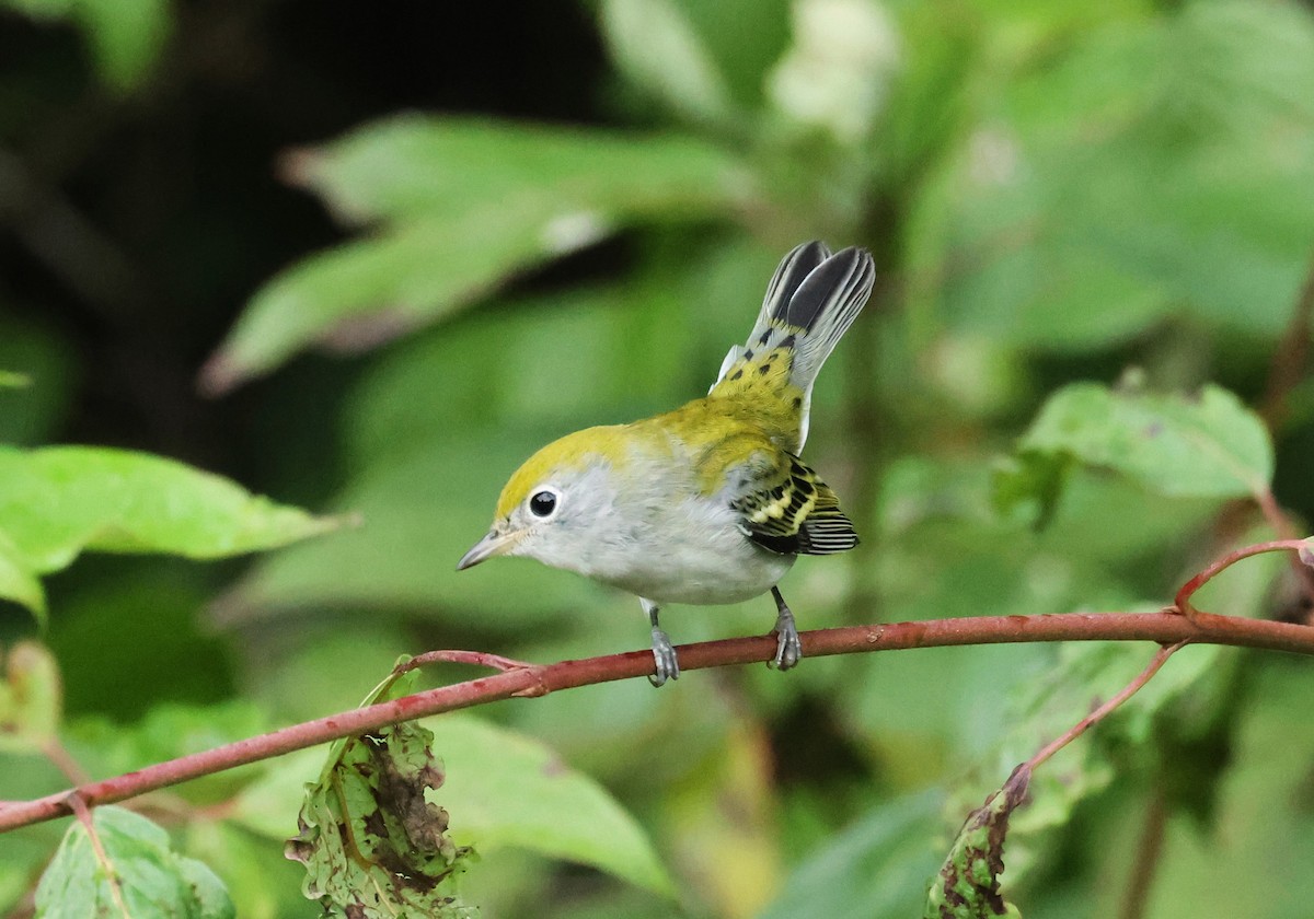 Chestnut-sided Warbler - ML609095654