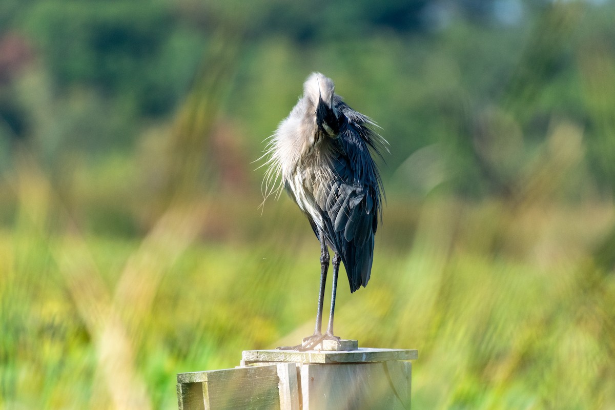 Great Blue Heron - ML609095782