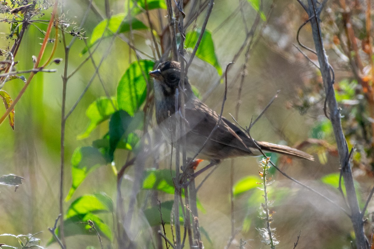 Swamp Sparrow - ML609095815