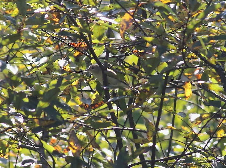 zelenáček švitořivý (ssp. gilvus) - ML609095960