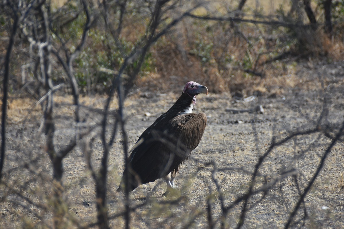 Lappet-faced Vulture - ML609096237