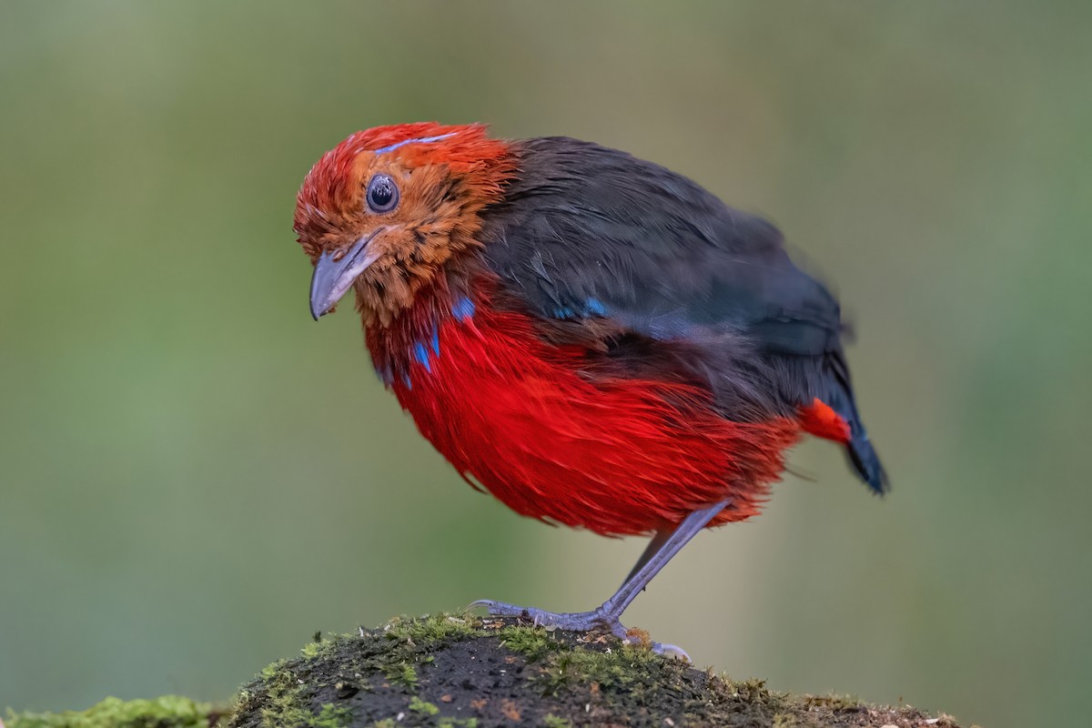 Blue-banded Pitta - ML609096260