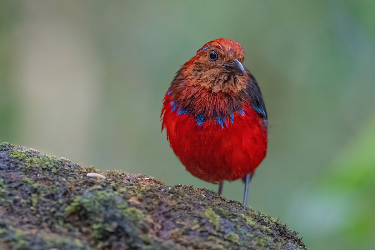 Blue-banded Pitta - ML609096264