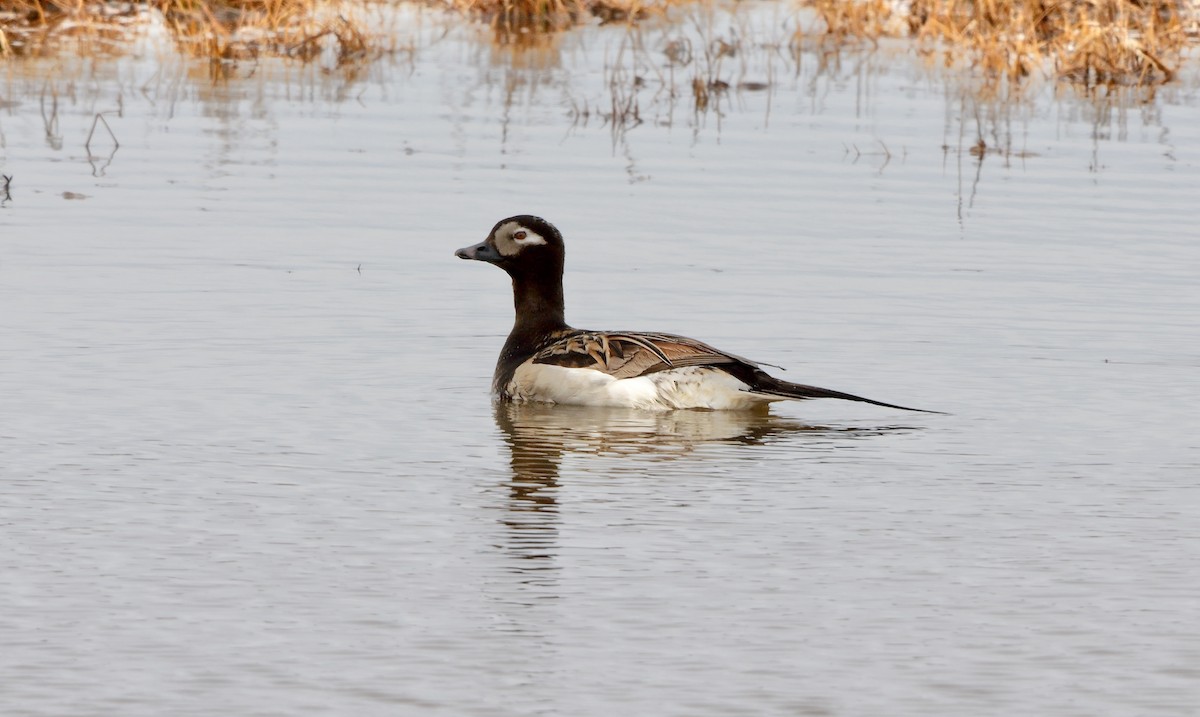 Long-tailed Duck - ML609096877