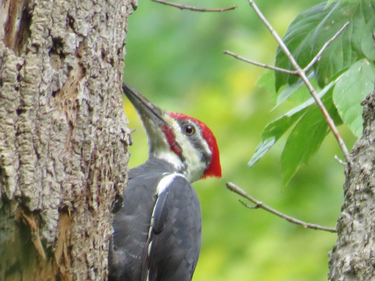 Pileated Woodpecker - ML609096982