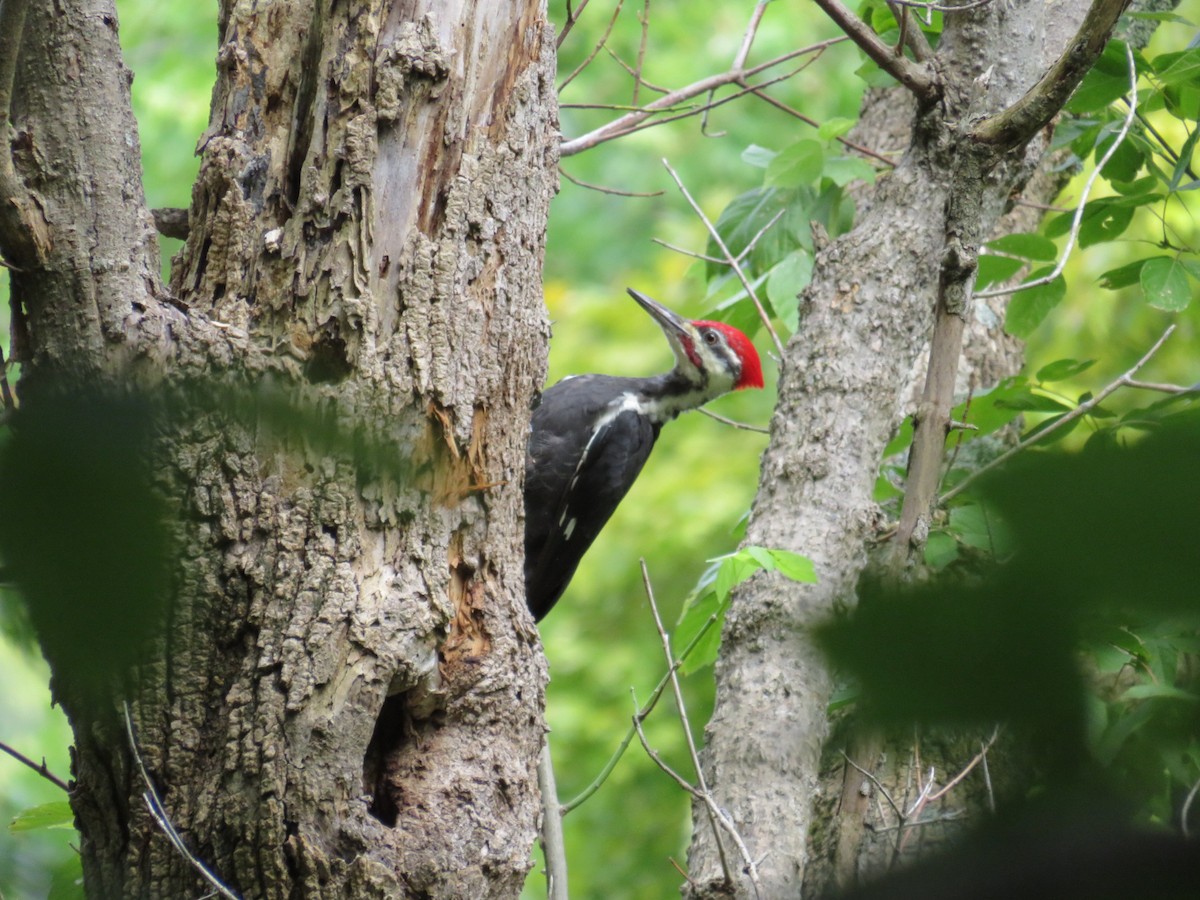 Pileated Woodpecker - ML609096983