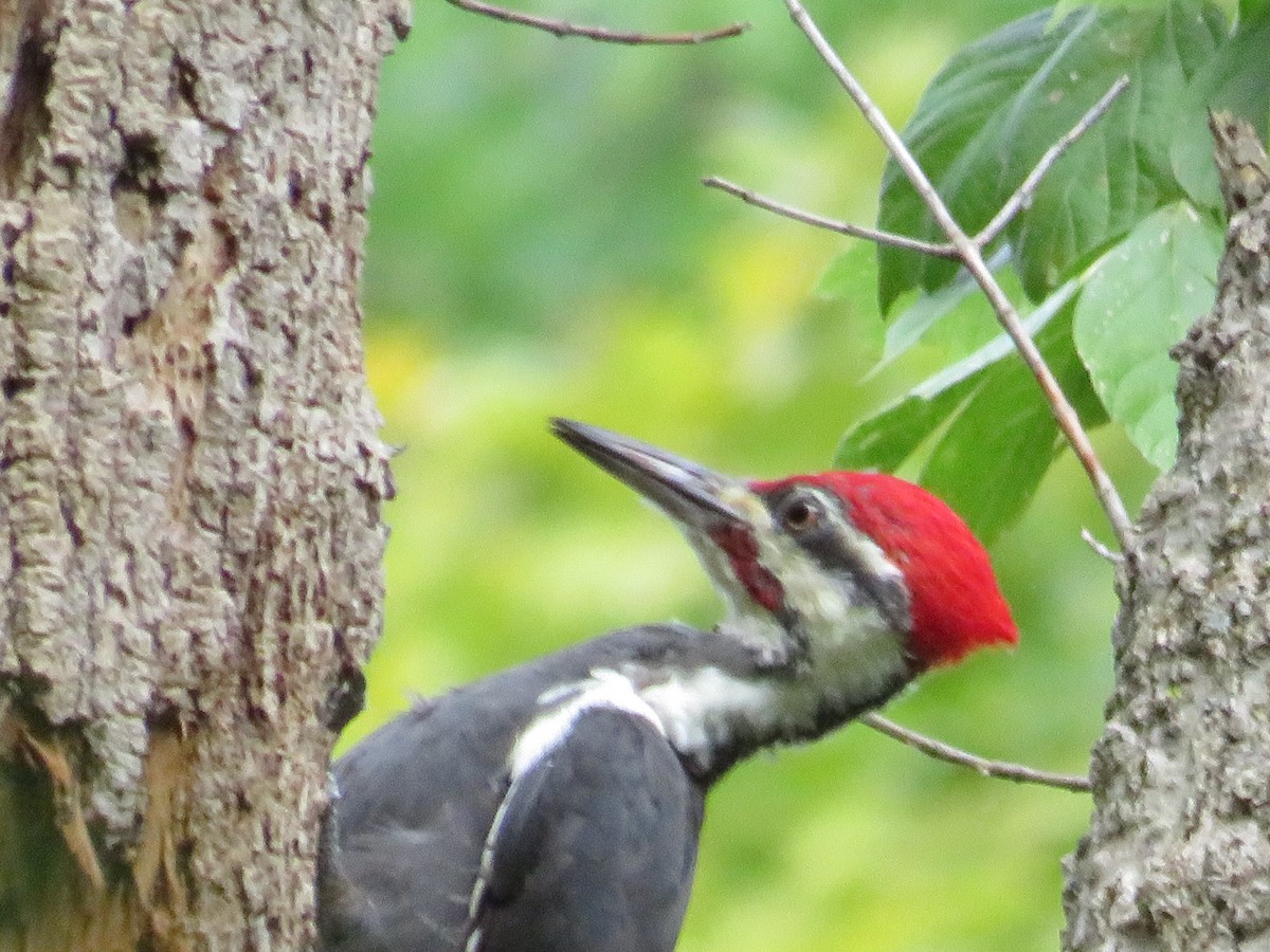 Pileated Woodpecker - ML609096984