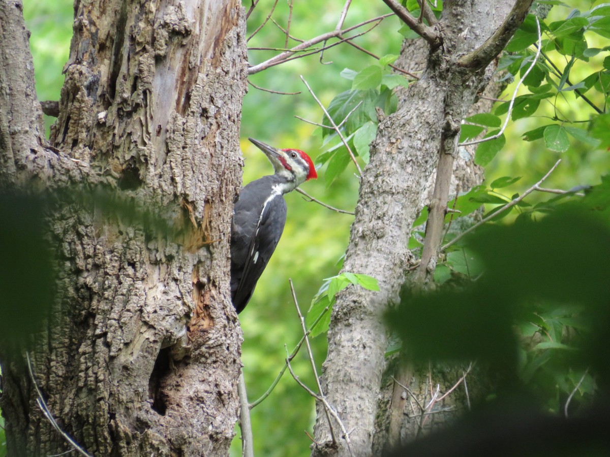 Pileated Woodpecker - ML609096985