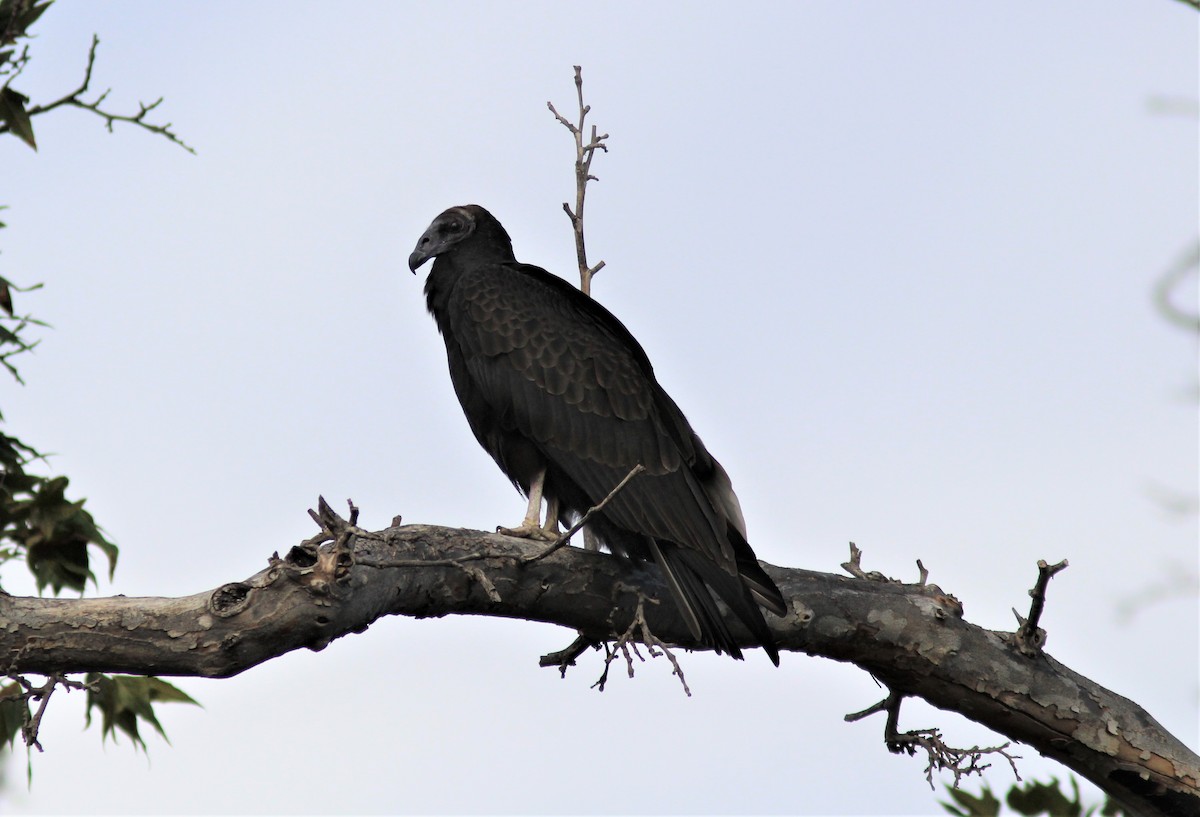 Turkey Vulture - ML609097000