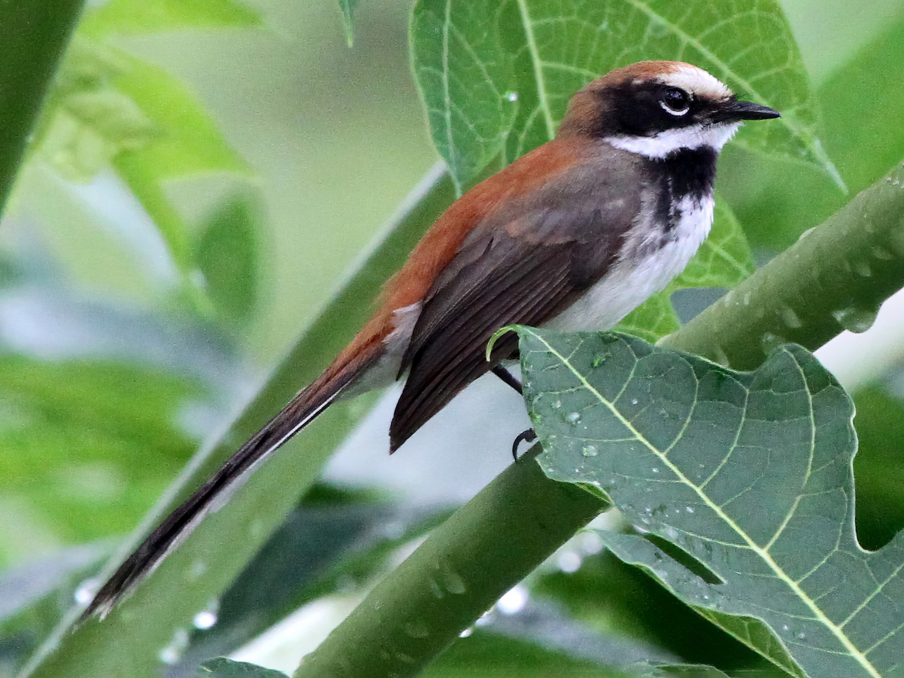 Supertramp Fantail - eBird