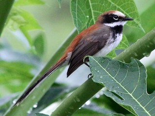 Adult (White-fronted) - Colin Trainor - ML609097050