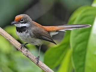 Supertramp Fantail - eBird