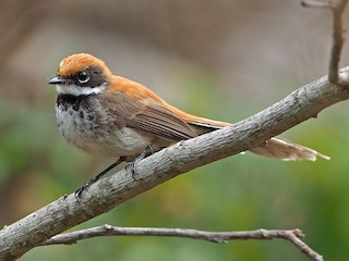 Supertramp Fantail - eBird