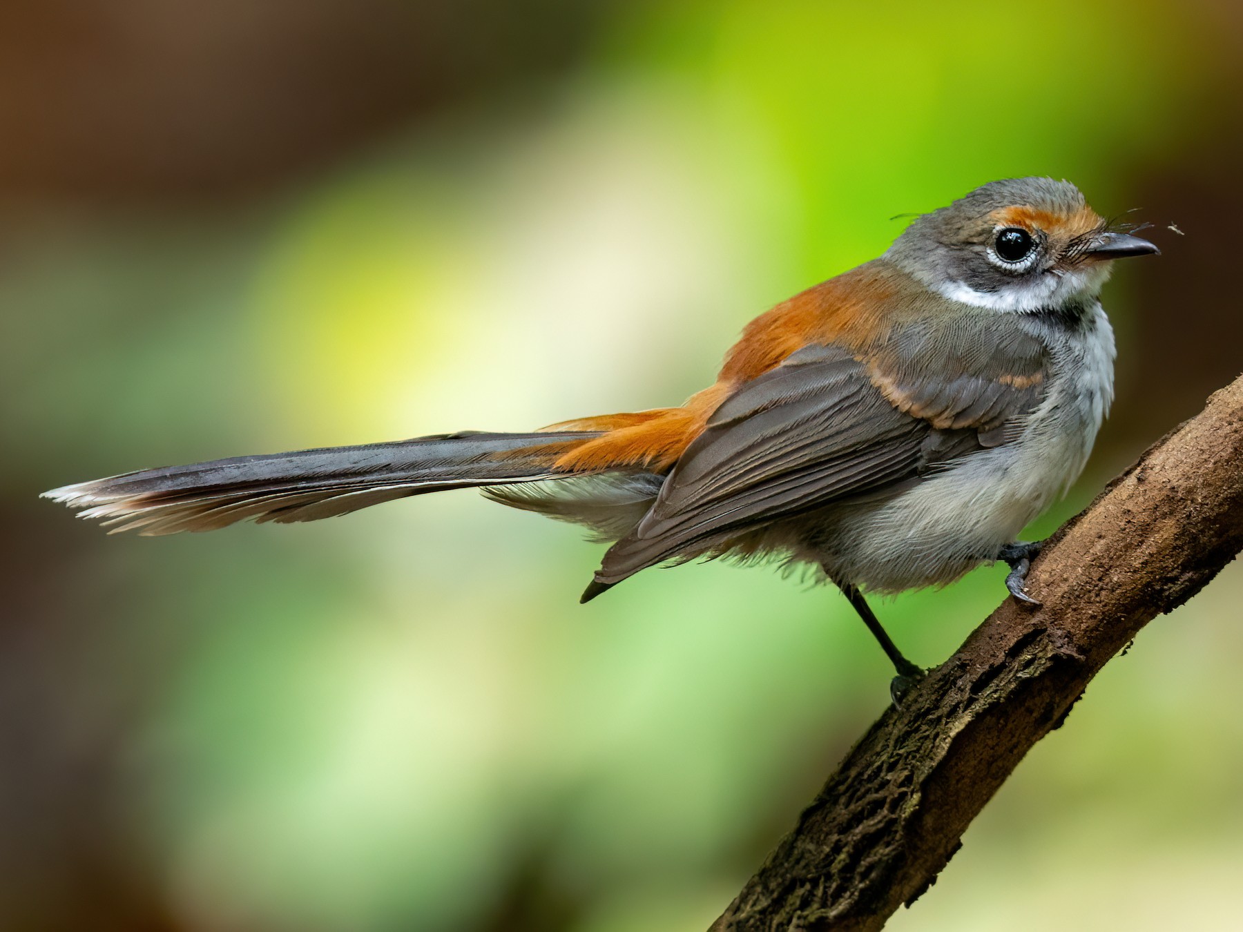 abanico-de-la-sonda-ebird