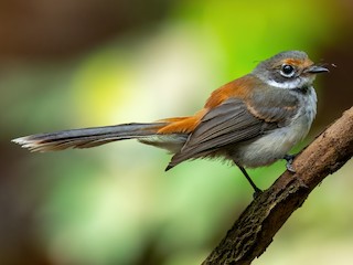 Supertramp Fantail - eBird