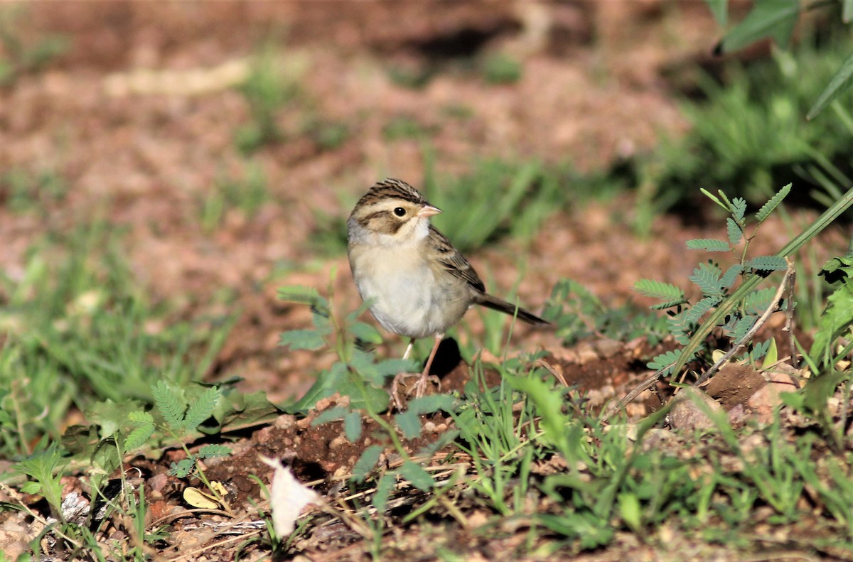 Clay-colored Sparrow - ML609097071