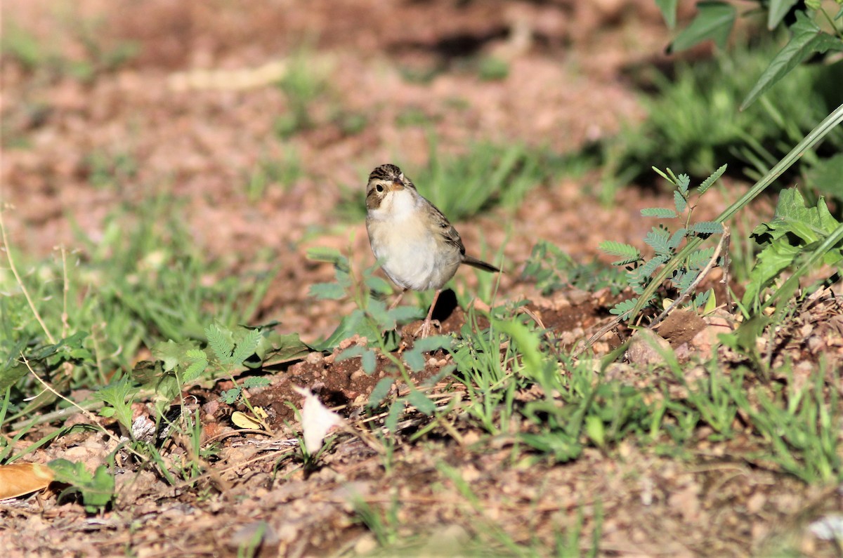 Clay-colored Sparrow - ML609097072