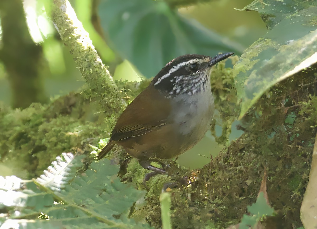 Gray-breasted Wood-Wren (Andean) - ML609097095