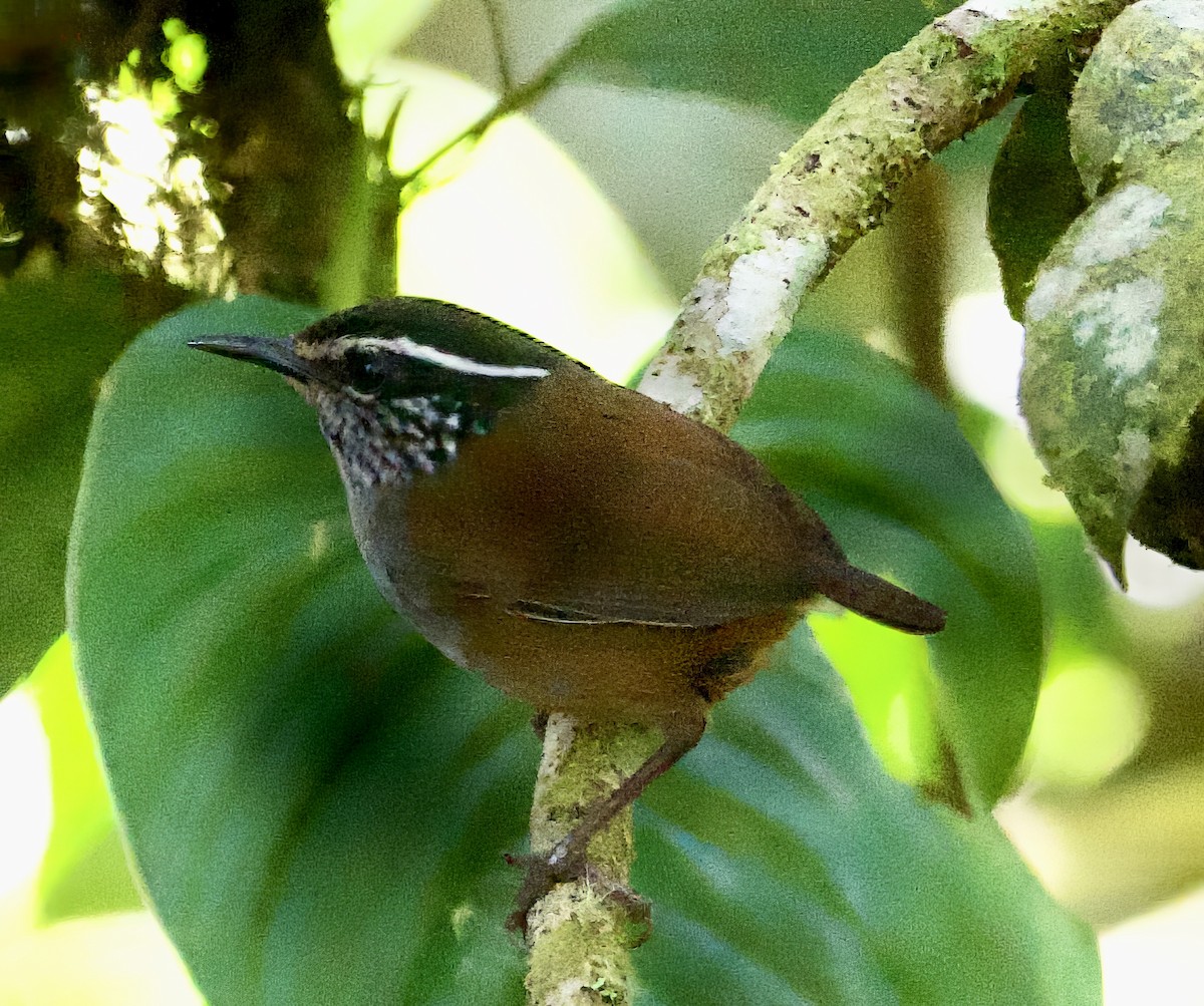 Gray-breasted Wood-Wren (Andean) - ML609097096