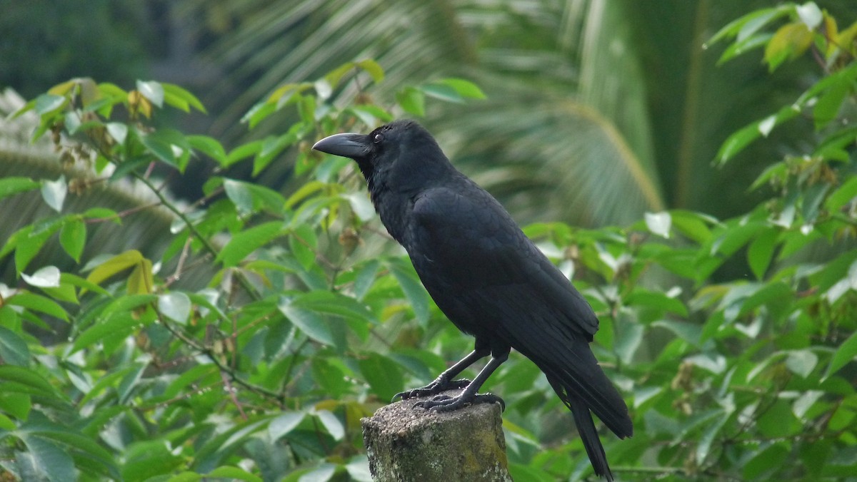Large-billed Crow (Indian Jungle) - Martien Prins