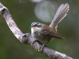  - Chris Venetz | Ornis Birding Expeditions - ML609097863