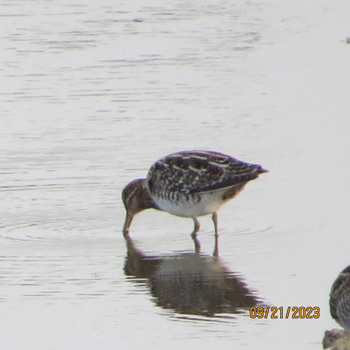 eBird Checklist 21 Sep 2023 North Lakes Recreation Center, Denton