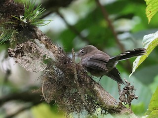 Adult (Fiji) - Charley Hesse TROPICAL BIRDING - ML609098244