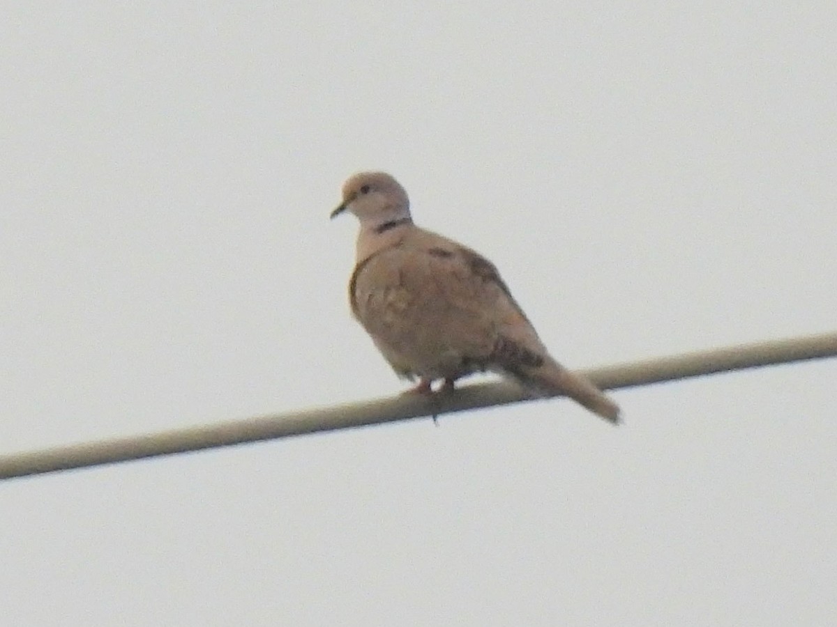 Eurasian Collared-Dove - ML609098516