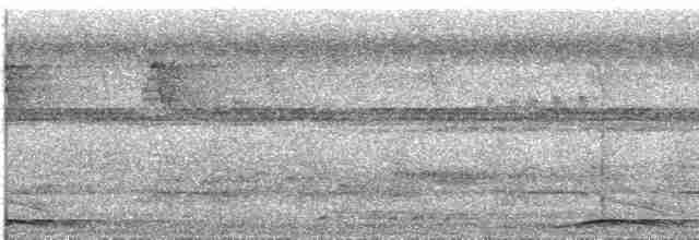 holub palawanský (nepopsaná forma) - ML609099380