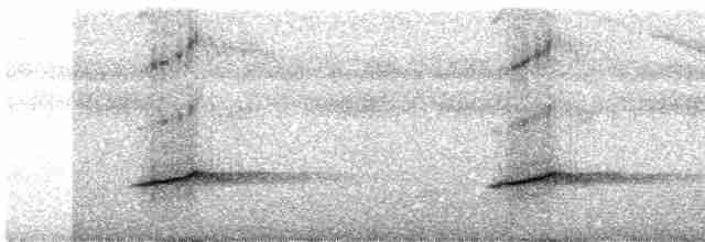 Дронго лірохвостий (підвид suluensis) - ML609099695
