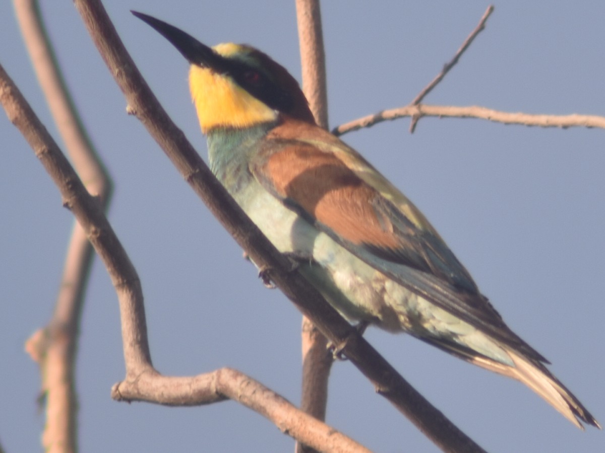 European Bee-eater - ML609099838
