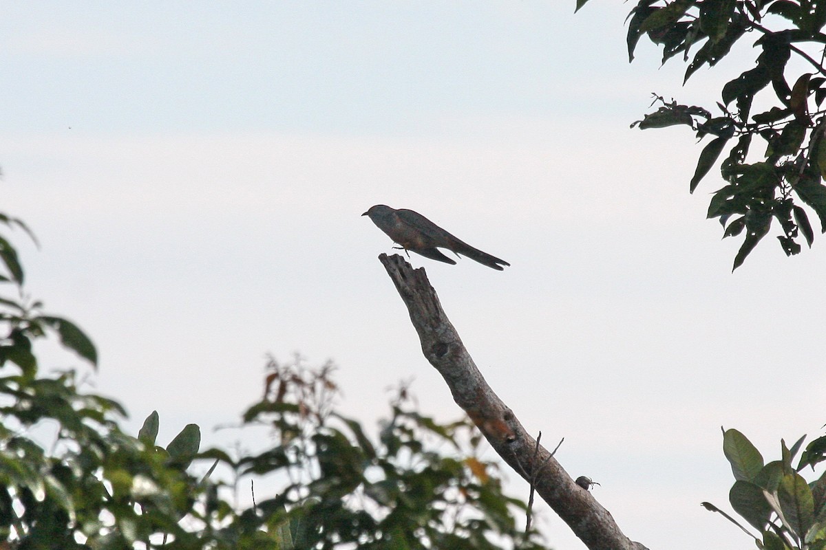Brush Cuckoo (Sulawesi) - ML609099927
