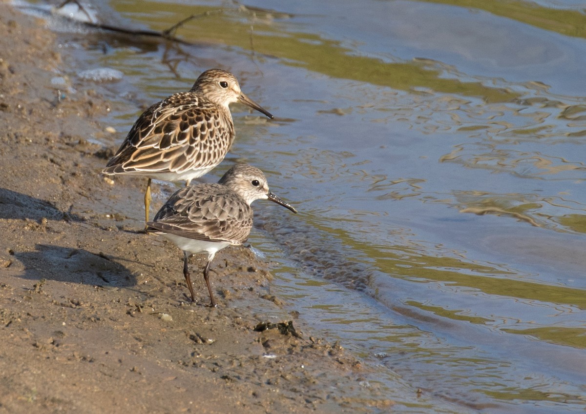 White-rumped Sandpiper - ML609100115