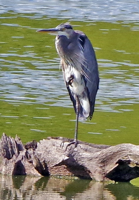 eBird Checklist - 14 Sep 2023 - Shenango Wildlife Area Propagation ...