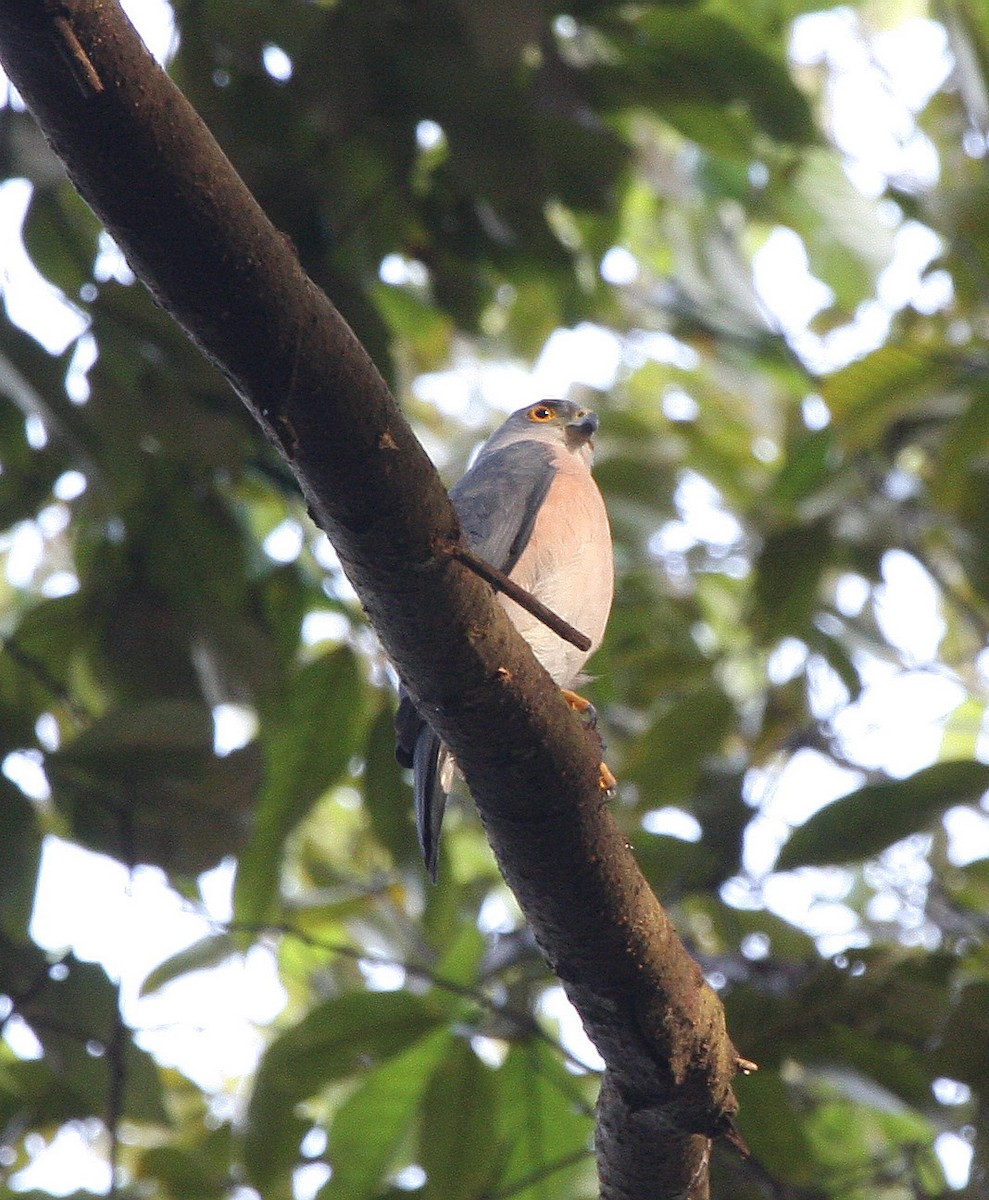 Vinous-breasted Sparrowhawk - ML609100135