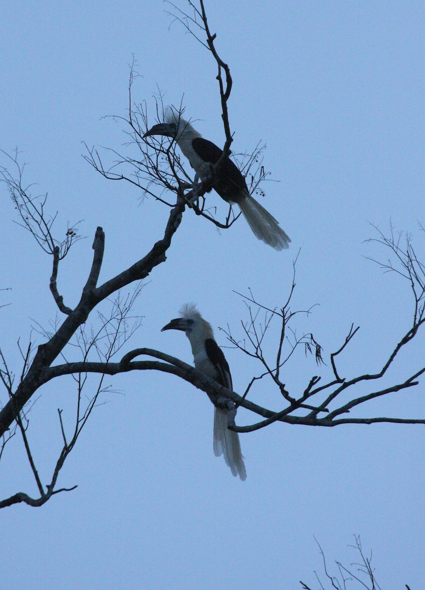 White-crowned Hornbill - ML609100137