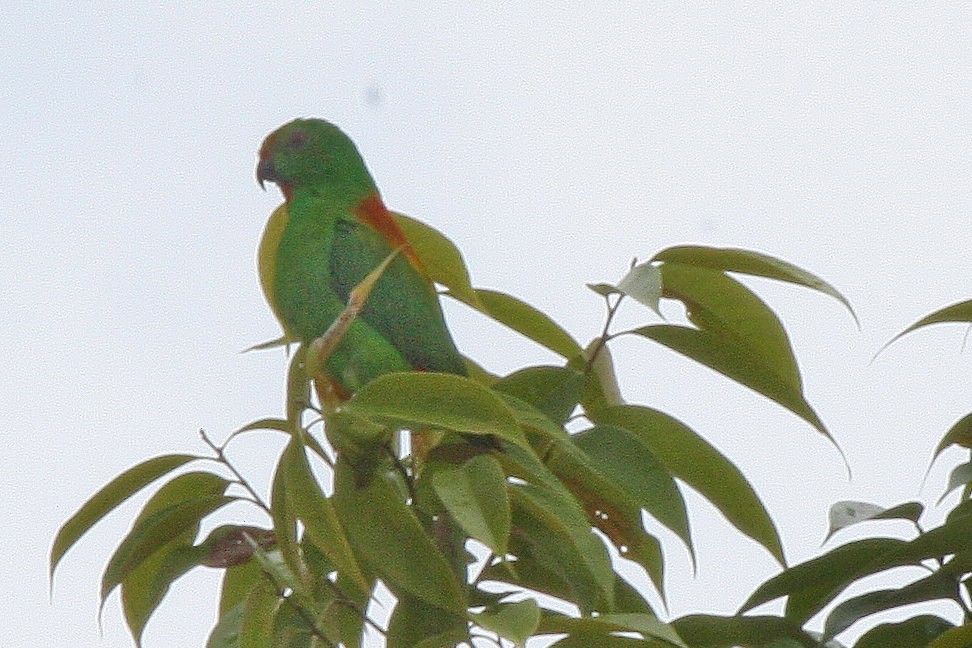 Sula Hanging-Parrot - ML609100162