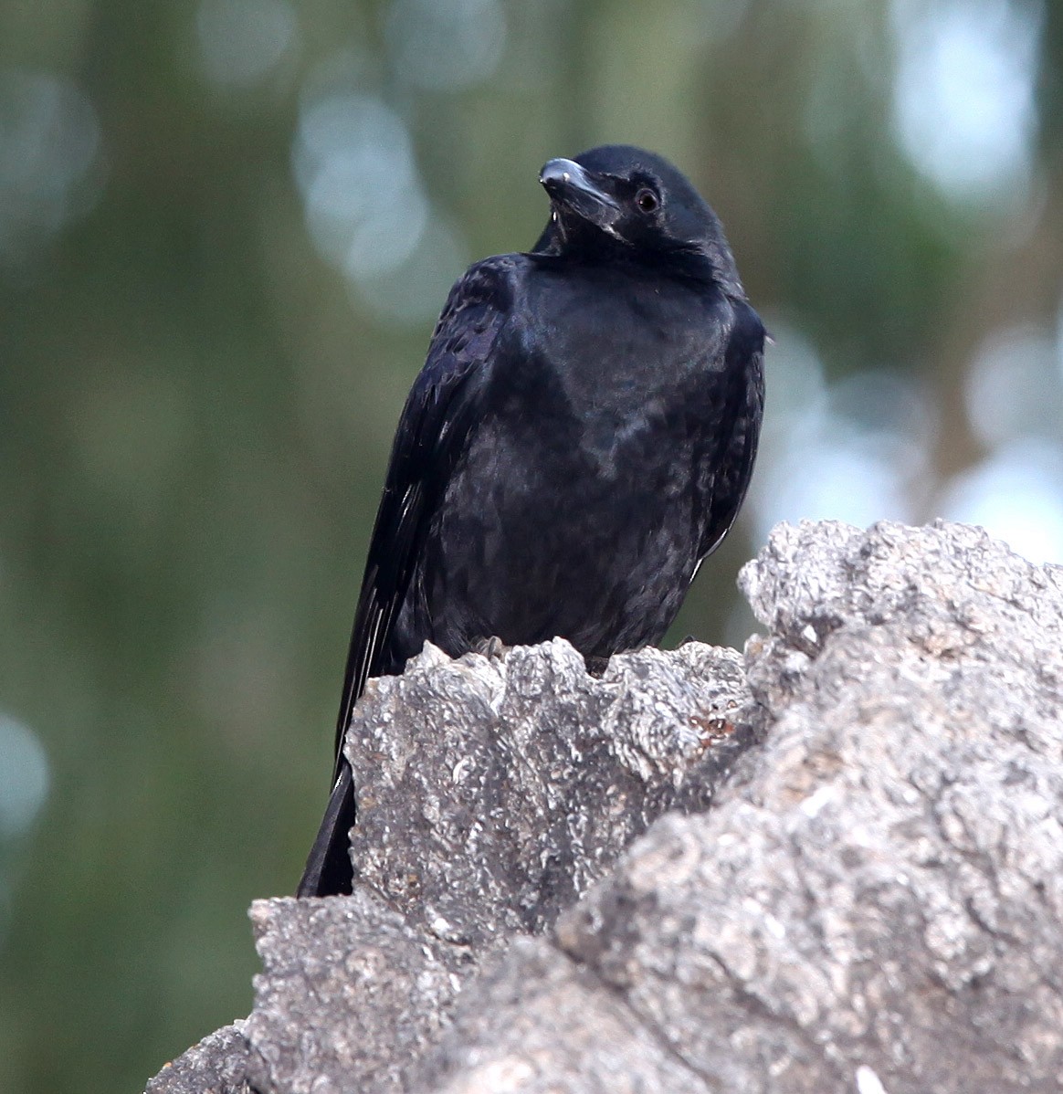 Large-billed Crow - ML609100199