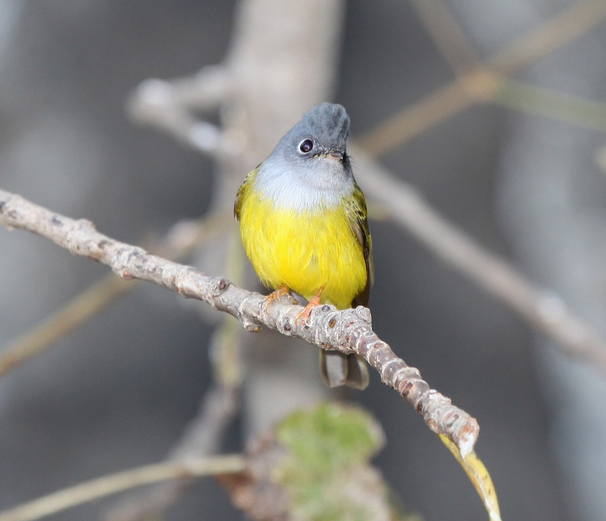 Gray-headed Canary-Flycatcher - ML609100201