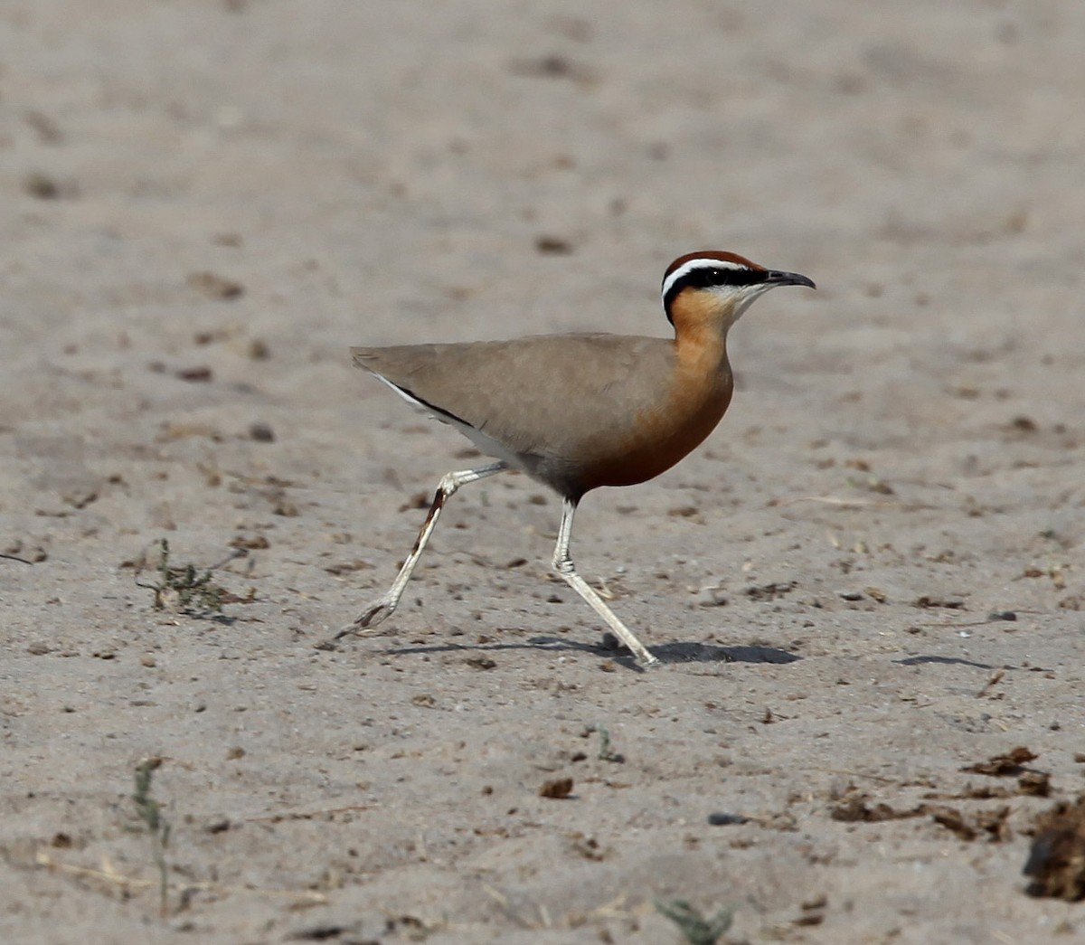 Indian Courser - ML609100204