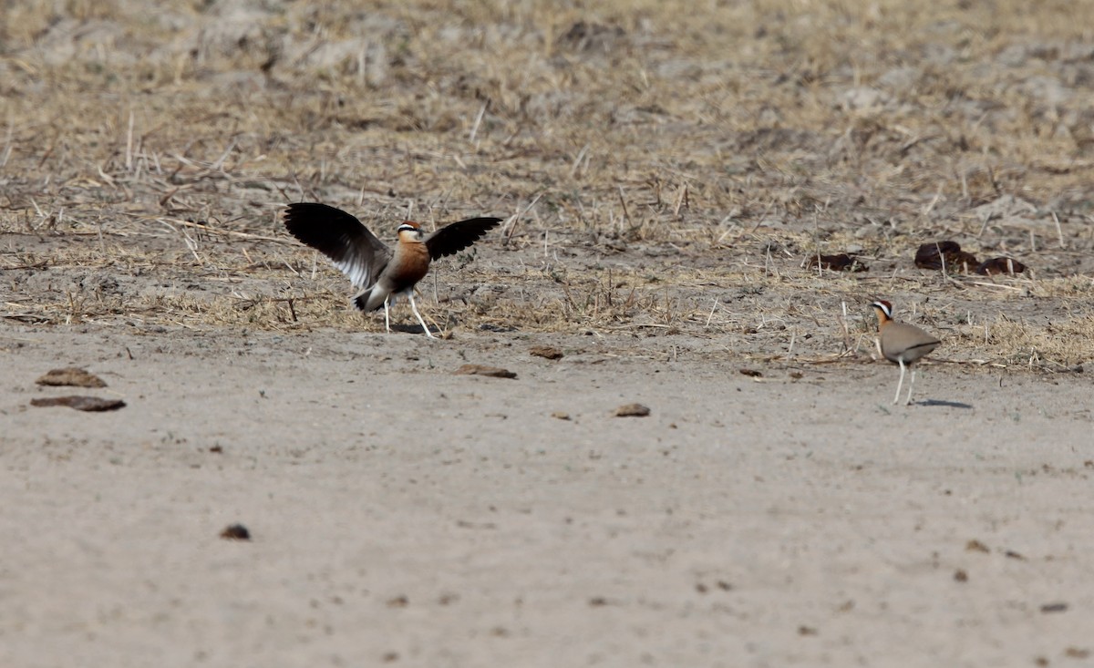 Indian Courser - ML609100205