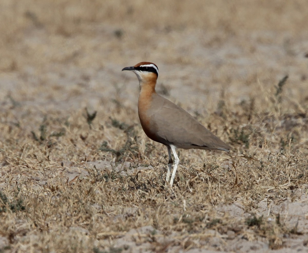 Indian Courser - ML609100206