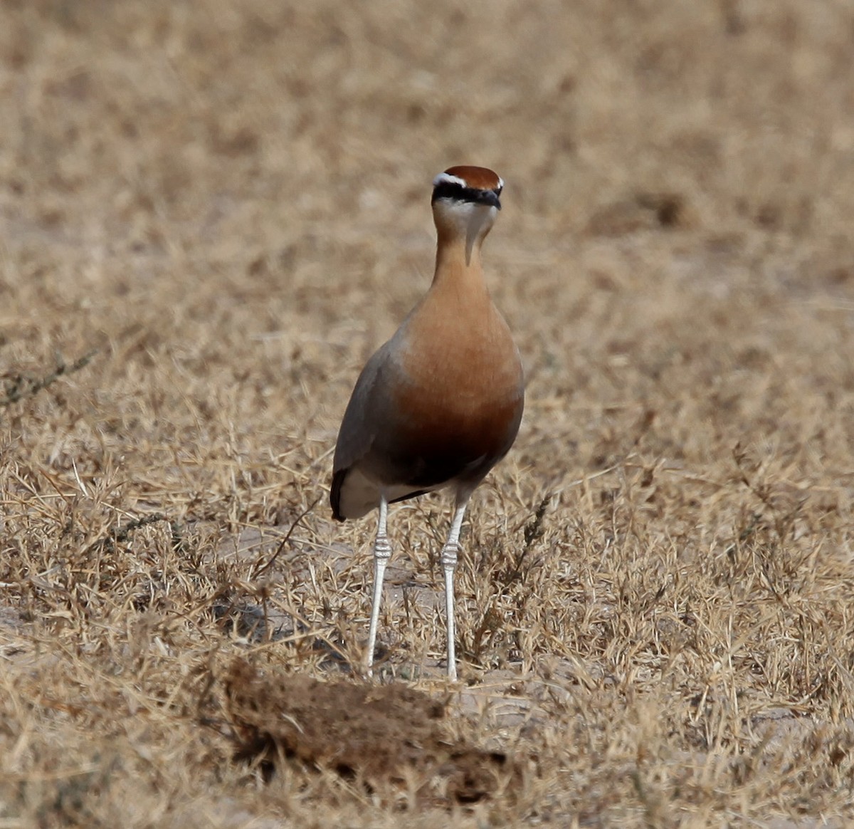 Indian Courser - ML609100207