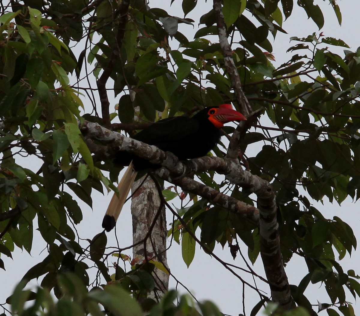 Writhed Hornbill - ML609100270