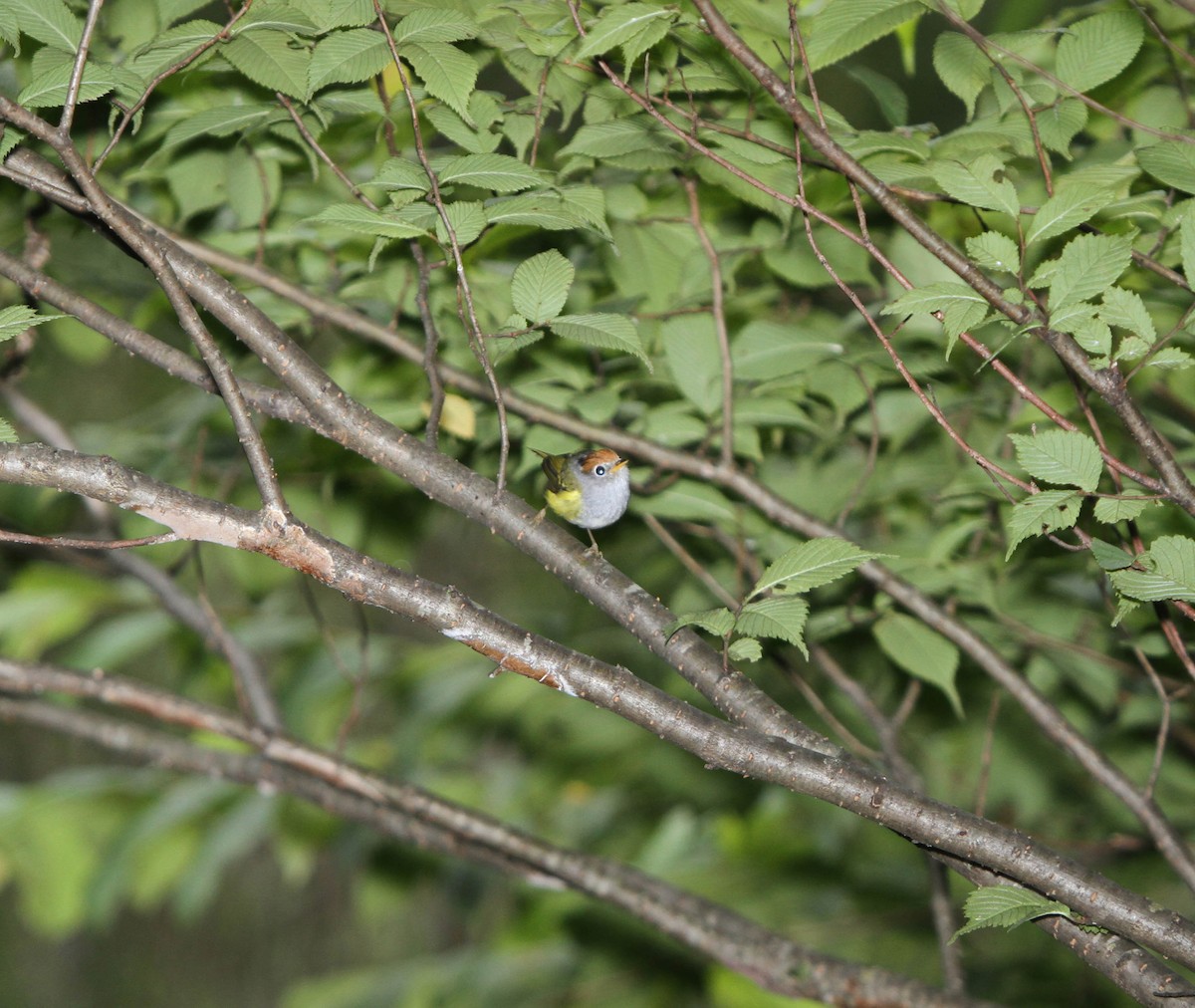 Chestnut-crowned Warbler - ML609100394