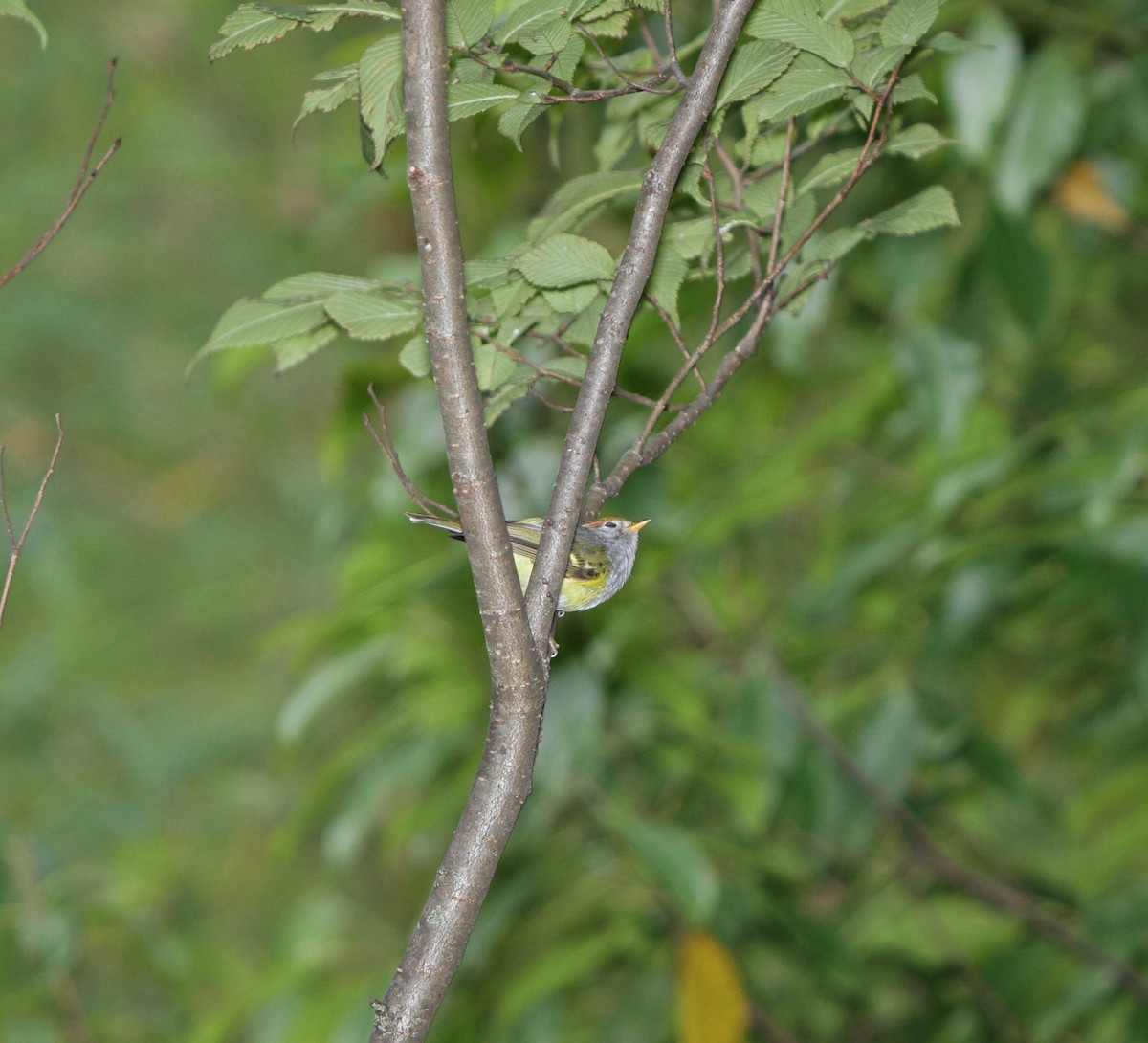 Chestnut-crowned Warbler - ML609100395