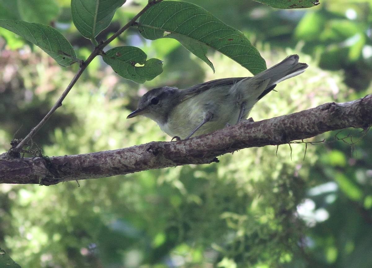 Timor Leaf Warbler - ML609100453