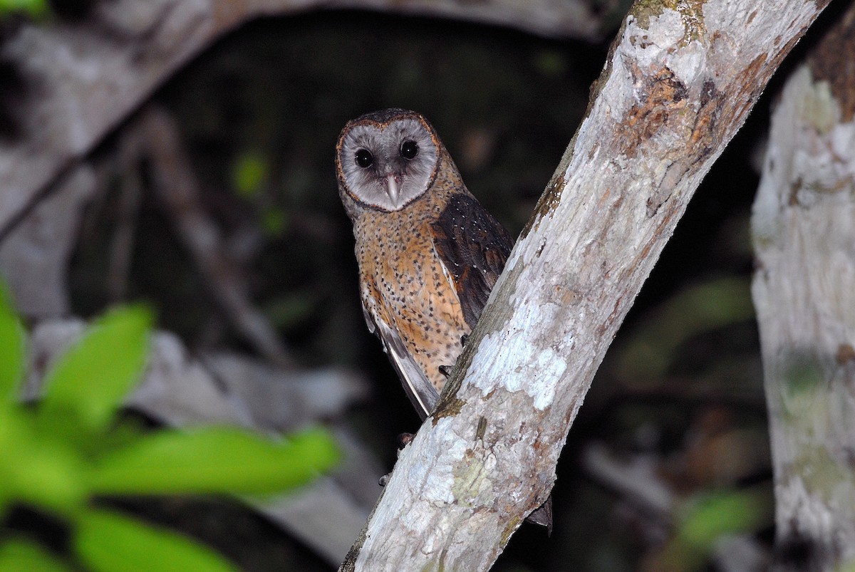 Sulawesi Masked-Owl - Bram Demeulemeester