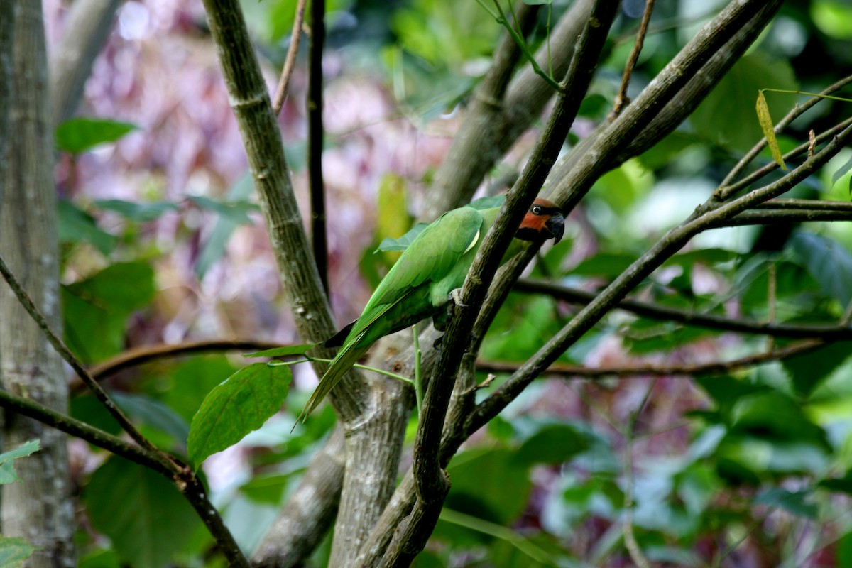 Uzun Kuyruklu Yeşil Papağan - ML609100488